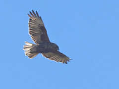 Buteo solitarius