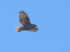 Buteo solitarius