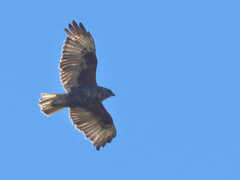 Buteo solitarius