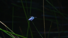 Zenithoptera fasciata