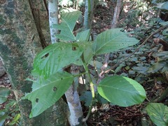 Dendrocnide kotoensis