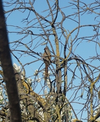 Urocolius indicus indicus