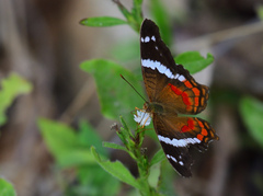 Anartia fatima colima
