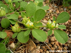 Tripodion tetraphyllum