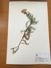 Plectocephalus chilensis