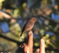 Phoenicurus frontalis