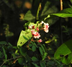 Polygonum