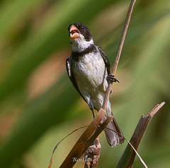Sporophila albogularis