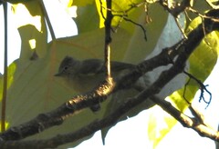 Sylviparus modestus