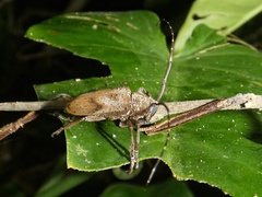 Jamesia papulenta