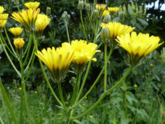 Crepis biennis