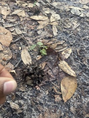 Liquidambar styraciflua