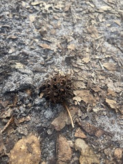 Liquidambar styraciflua