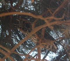 Asio otus canariensis