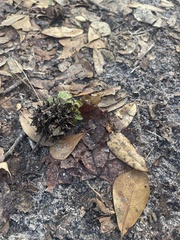 Liquidambar styraciflua