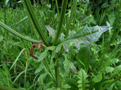 Crepis biennis