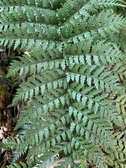Polystichum oculatum
