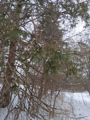 Picea