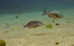 Chirodactylus brachydactylus