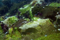 Chirodactylus brachydactylus