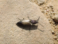 Ctenicera cuprea