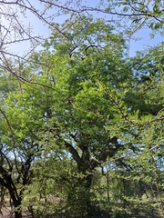 Sclerocarya birrea