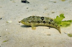 Clinus superciliosus