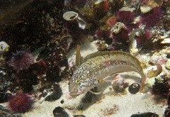 Clinus superciliosus