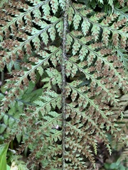 Polystichum oculatum