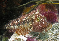 Clinus superciliosus