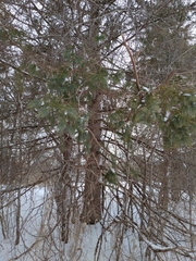 Picea