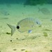 Cape White Seabream - Photo (c) Thomas Menut, some rights reserved (CC BY-NC), uploaded by Thomas Menut