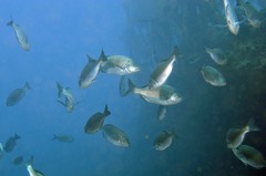 Pachymetopon blochii