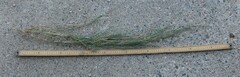 Muhlenbergia frondosa