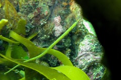 Syngnathus temminckii