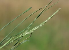 Muhlenbergia frondosa