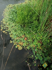 Nymphoides thunbergiana