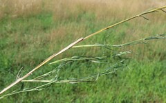 Muhlenbergia frondosa