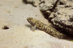 Caffrogobius nudiceps