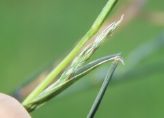 Muhlenbergia frondosa