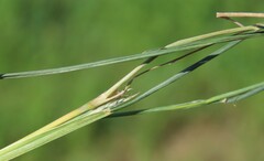 Muhlenbergia frondosa