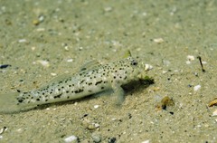 Caffrogobius nudiceps