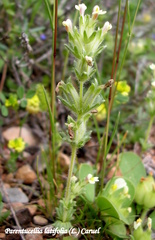 Parentucellia latifolia