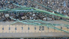 Muhlenbergia frondosa