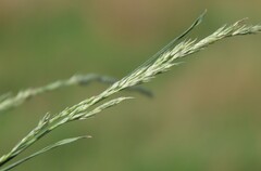 Muhlenbergia frondosa