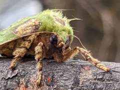 Parasa pastoralis
