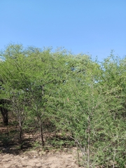 Sclerocarya birrea