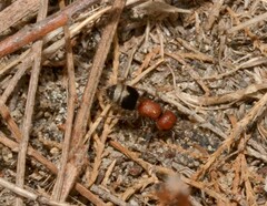 Myrmilla erythrocephala