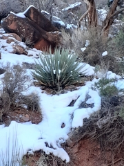 Agave utahensis kaibabensis