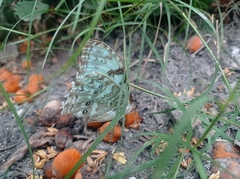 Morpho epistrophus